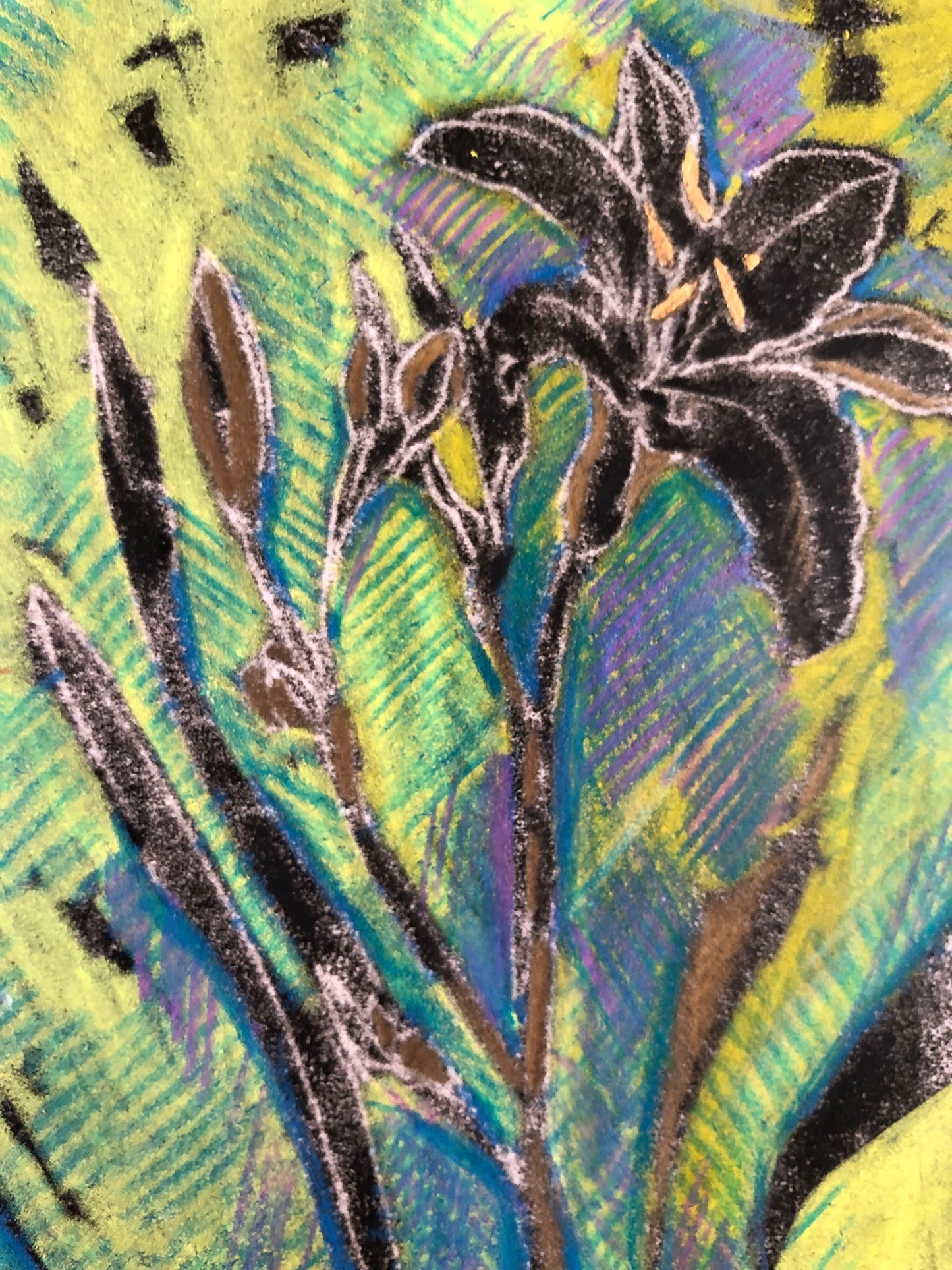 Black Lily